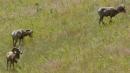 Bighorn sheep on the National Bison Range